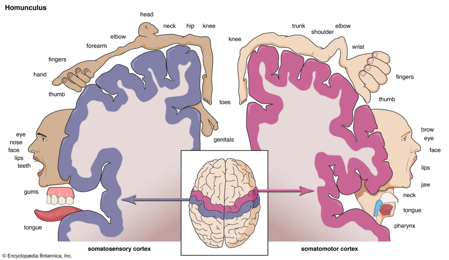 نقشه‌برداری حرکتی قشری حین عمل (Intraoperative Cortical Motor Mapping)